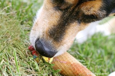 Hoe u kunt voorkomen dat een hond dingen op de grond eet