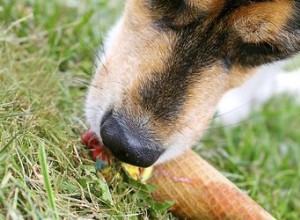 Comment empêcher un chien de manger par terre