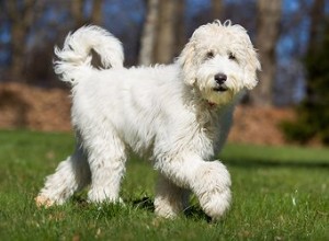 Chiens de taille moyenne qui ne muent pas