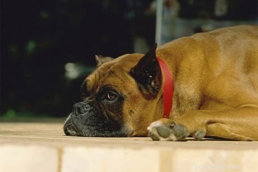 Comment les chiens attrapent-ils les trichocéphales ?
