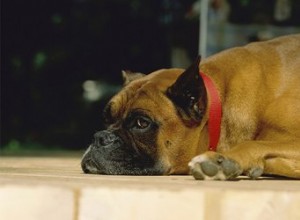 犬はどのようにして鞭虫を捕まえますか？ 