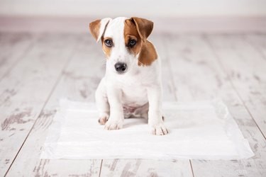 Использование подушечек для щенков с собакой, которая частично разобрана