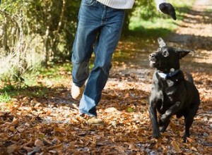 Conseils pour dresser un hyper-chien