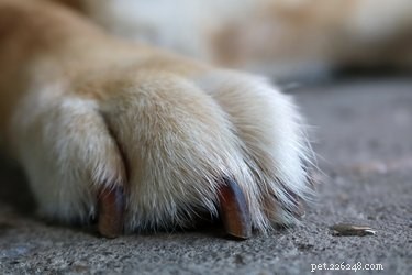 Oorzaken van knoeien met hondenpoot