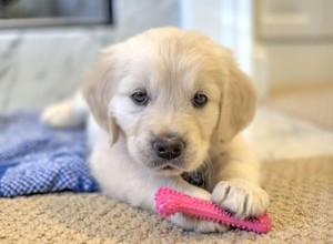 La dentition fait-elle baver un chiot ?