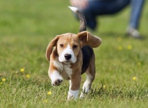 Mon chiot n arrête pas de me fuir