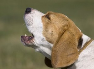 Comment dresser votre chien à aboyer sur commande