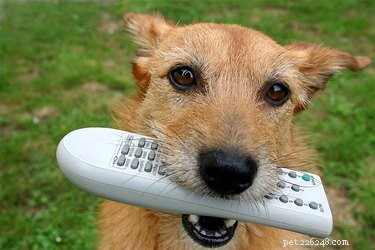 Comment empêcher un chien de manger des télécommandes