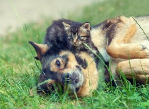 Mon chien porte mon chaton dans sa bouche