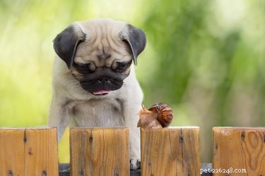 Hur man hindrar en hund från att äta sniglar