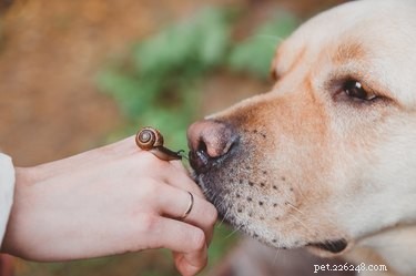 Come impedire a un cane di mangiare le lumache