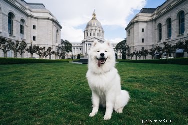 Общие проблемы со здоровьем у американских эскимосских собак
