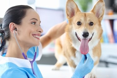 Combien de temps dure la stérilisation d un chien ?