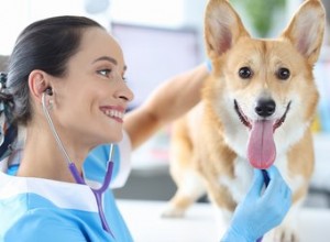 Combien de temps dure la stérilisation d un chien ?