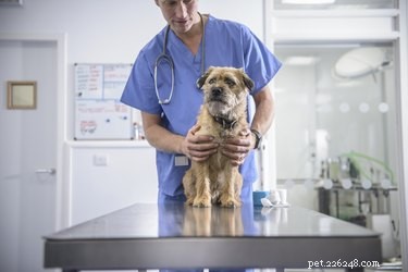 Quanto dura la sterilizzazione del cane?