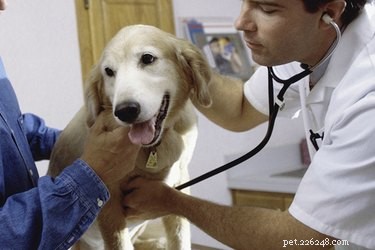 Tuberkulóza psů