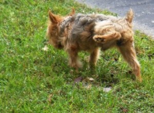 Les chiens castrés lèvent-ils encore les pattes pour uriner ?