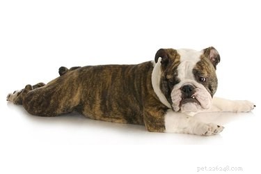 Должны ли собаки лежать ногами за спиной?