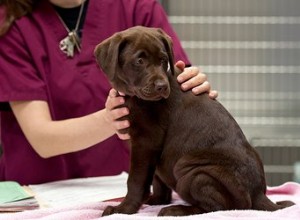 Hypocalcémie chez les chiots