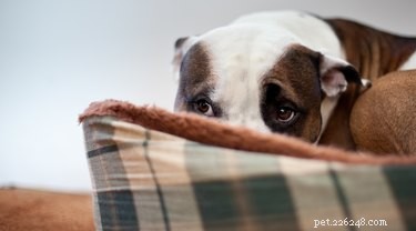 I cani svuotano le ghiandole anali quando hanno paura?