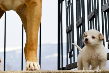 ビタースプレーを使用して、子犬が別の犬を噛むのを防ぐことはできますか？