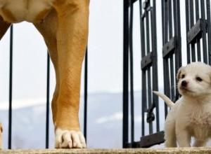 ビタースプレーを使用して、子犬が別の犬を噛むのを防ぐことはできますか？