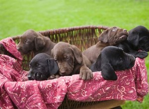 Est-ce qu un père chien doit être là quand les chiots naissent ?