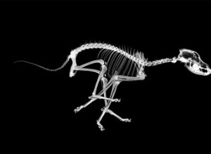 犬はいくつの骨を持っていますか？ 