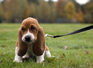 Ta hem en Basset Hound Puppy