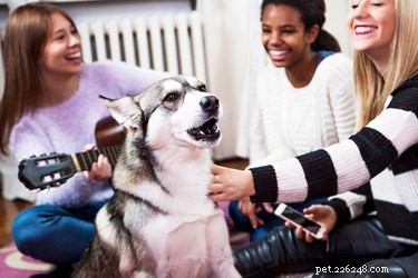 Как научить собаку петь