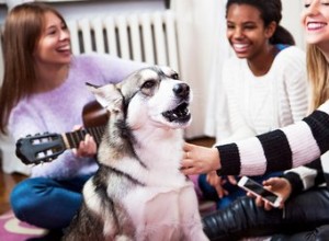 Comment entraîner votre chien à chanter