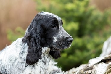 Cancro delle ghiandole salivari canine