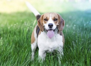 小さな短髪の犬の品種 