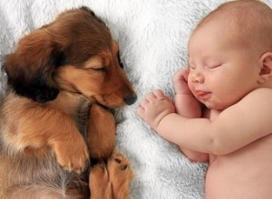 Les chiots font-ils leurs dents comme des bébés ?