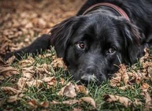 Flat Coated Retrievers Vs. Laboratoires noirs