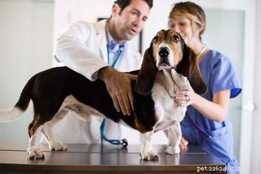 犬の前立腺炎 