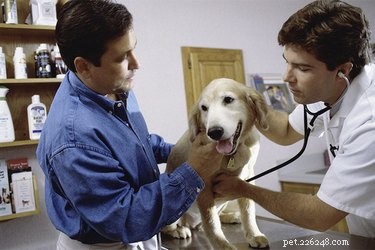 Hondenschimmelrhinitis