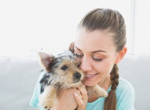 子犬にどのように挨拶すればいいですか？ 