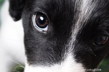 Informace o glaukomu psů