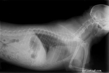 犬の胸腺腫 