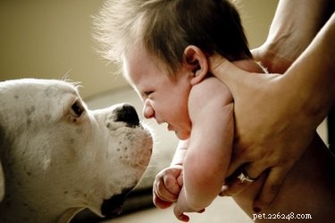 Come presentare un neonato a un cane ipertestuale