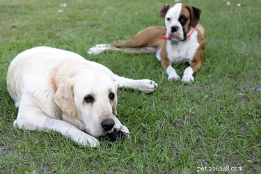 Boxers vs. Labradors voor huisdieren