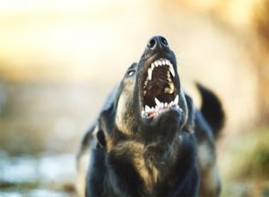 Comment vérifier la rage chez un animal de compagnie