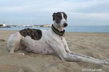 Greyhounds en botkanker