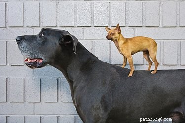 Qual ​​é a raça de cachorro mais alta?