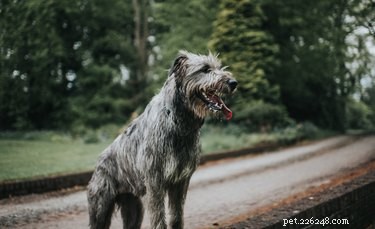 Ierse wolfshond:grootte, levensduur en temperament