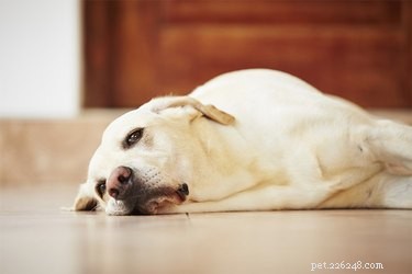 Worden honden lui als ze ouder worden?