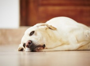 犬は年をとるにつれて怠惰になりますか？ 