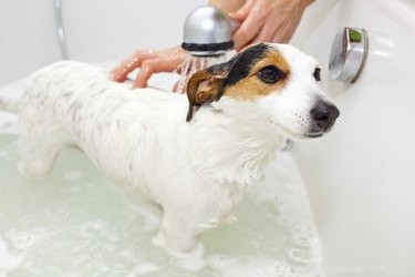 Een hond een bad geven in de winter
