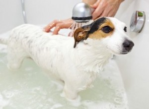 Donner un bain à un chien en hiver